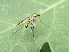 Condylostylus scaber