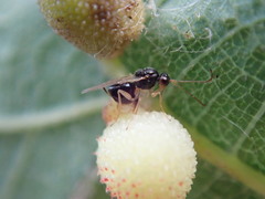 Synergini