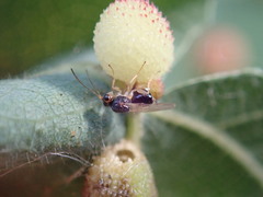 Synergini