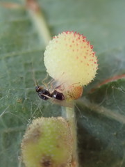 Synergini
