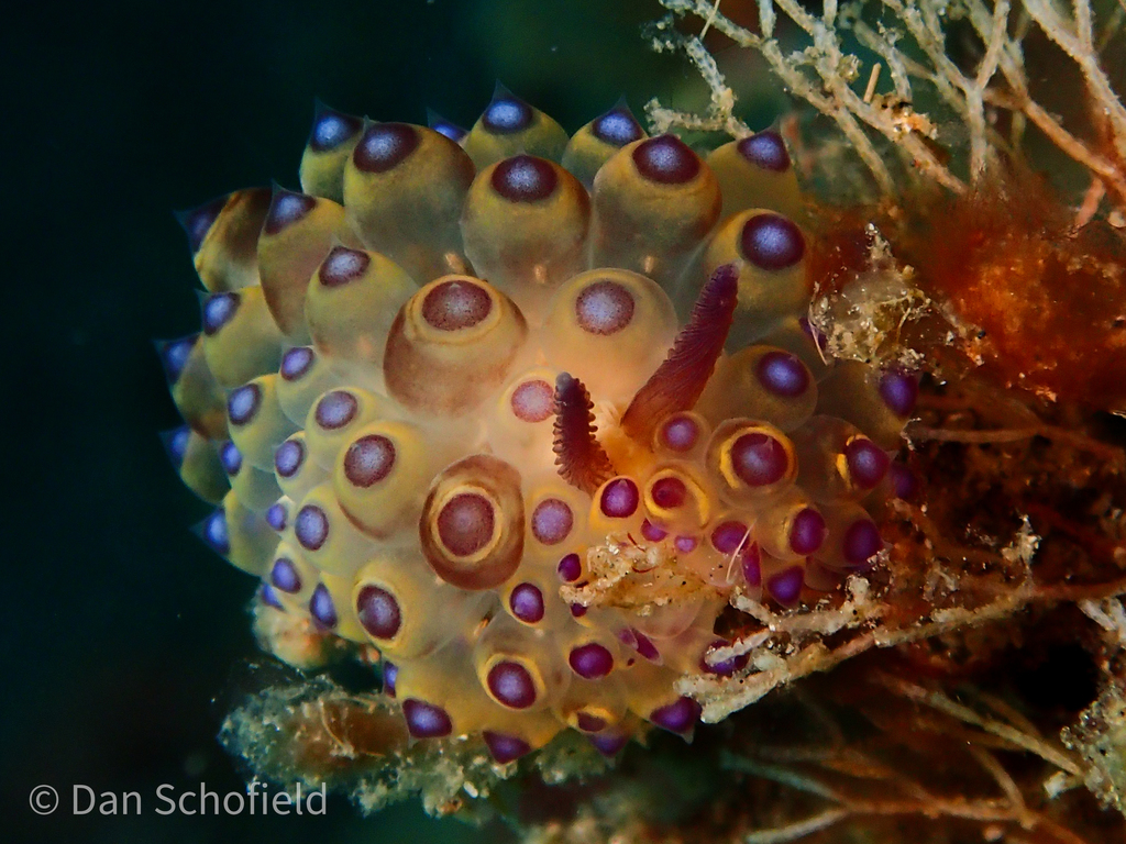 Janolus flavoanulatus