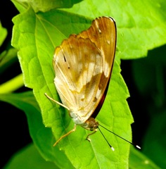 Herona marathus