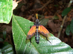 Protomydas rubidapex