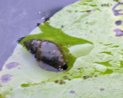 Lymnaea