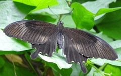 Papilio nephelus chaonulus