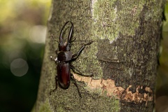 Prosopocoilus gracilis