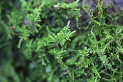 Haplocladium microphyllum