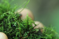 Haplocladium microphyllum