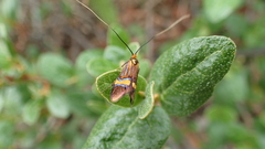 Nemophora bellela