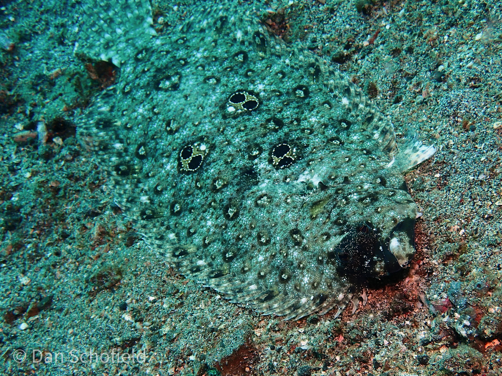Cartwright's Flounder