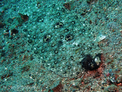 Pseudorhombus dupliciocellatus