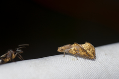 Plusiodonta coelonota
