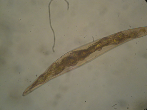Ancylistes closterii