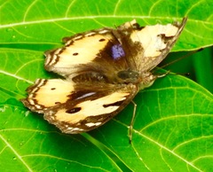 Junonia hierta