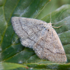 Scopula frigidaria