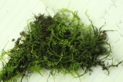 Haplocladium microphyllum