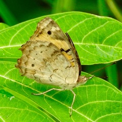 Junonia hierta