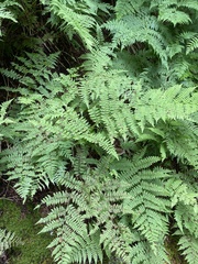 Dennstaedtia punctilobula