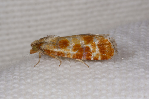 European Pine Shoot Moth photo 3