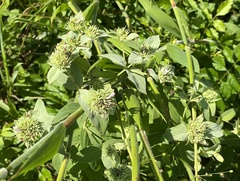 Pycnanthemum setosum