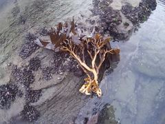 Lessonia trabeculata