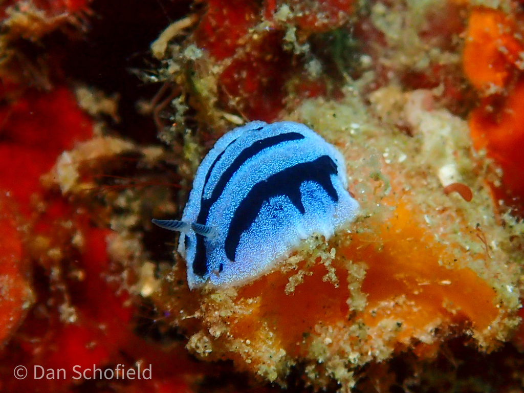 Anne's Phyllidiopsis