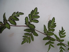 Cheilanthes distans