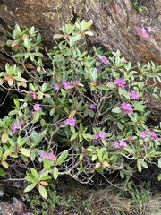 Rhododendron smokianum