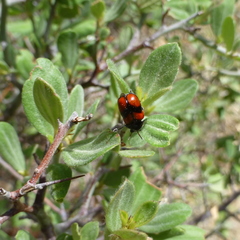 Urodera dilaticollis