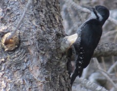 Black-Backed Woodpecker photo 4