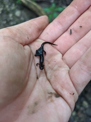 Plethodontinae