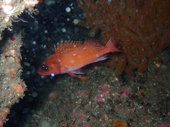 Sebastes constellatus