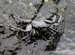 Grapsus tenuicrustatus