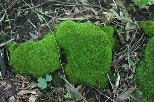Claopodium rostratum