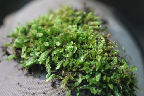 Taxiphyllum deplanatum, 2020-07-23