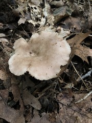 Russula eccentrica