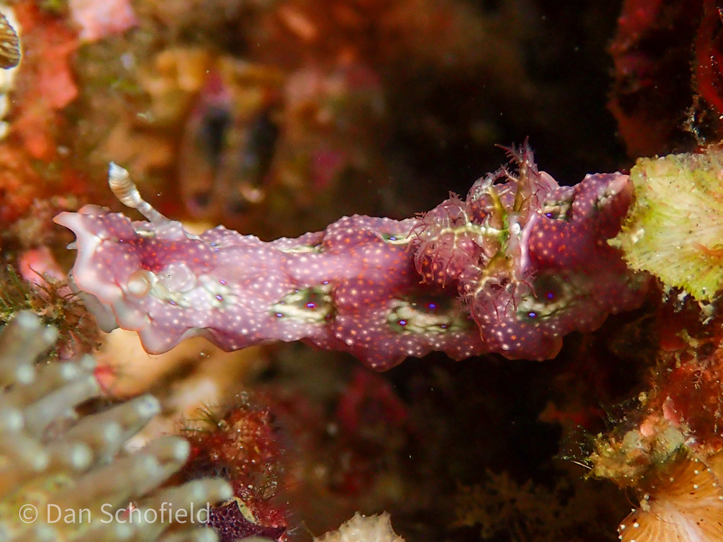 Pancake Lobe-margin Dorid