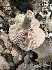 Russula eccentrica