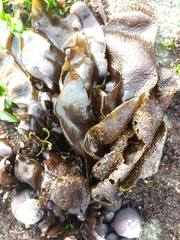 Mazzaella laminarioides