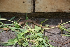 Gerrhosaurus flavigularis