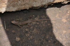 Gerrhosaurus flavigularis