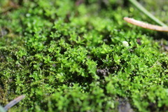 Hyophila involuta