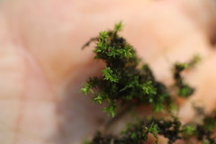 Hyophila involuta
