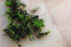 Hyophila involuta