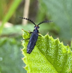 Tytthonyx erythrocephala