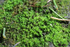 Hyophila involuta