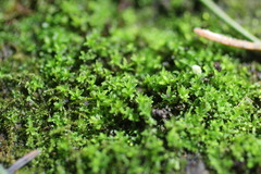 Hyophila involuta