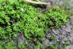 Hyophila involuta