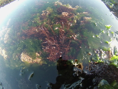 Chondracanthus chamissoi