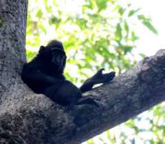 Macaca nigra